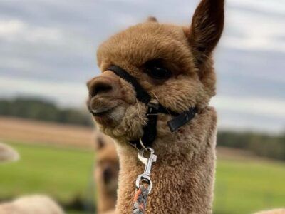A brown alpaca