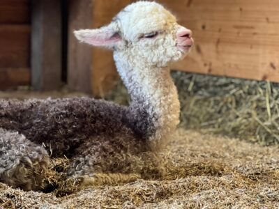 A brown and white alpaca on straw