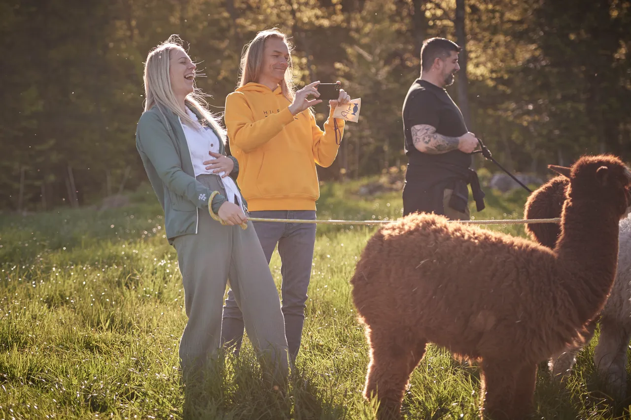 Group of adults on an alpaca walk through a sunny meadow, one woman taking photos