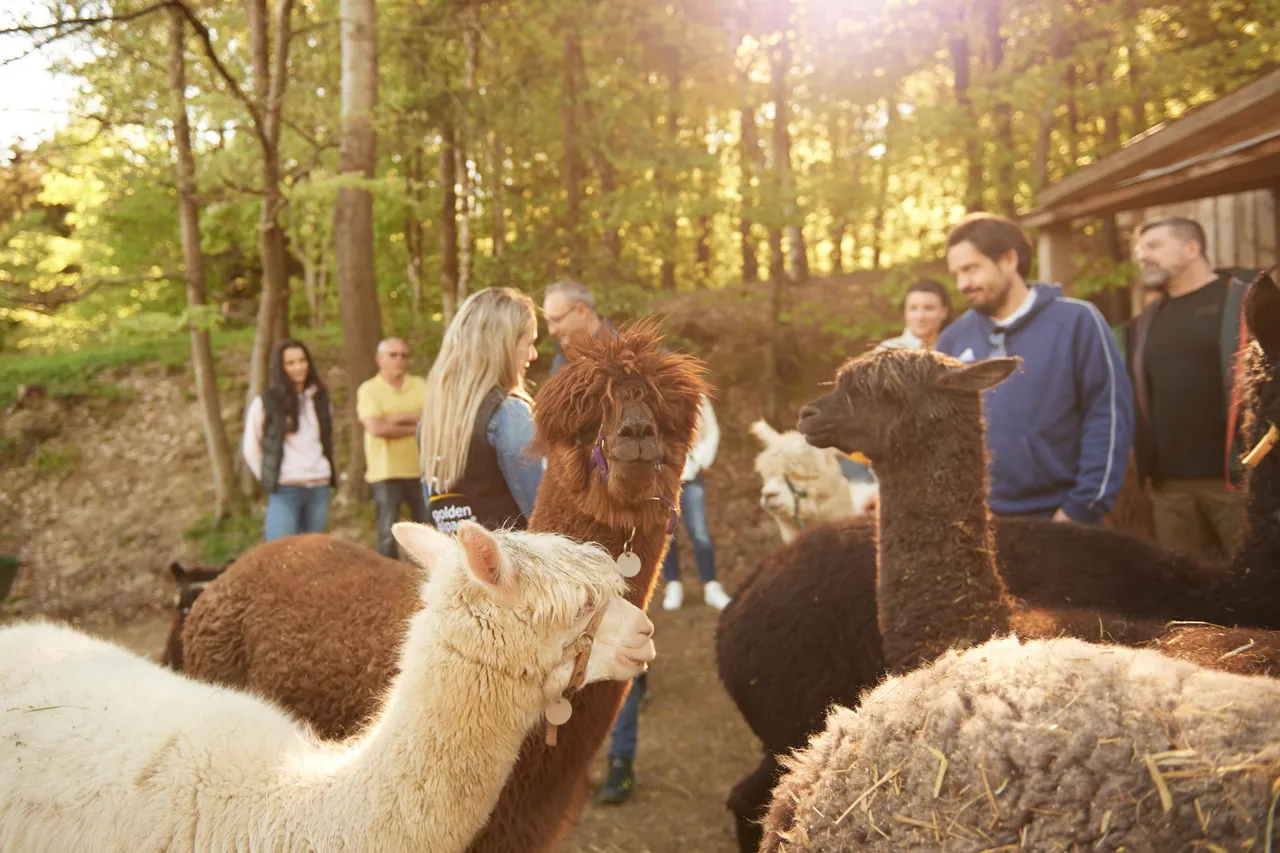 White and brown alpacas with a group of adults in a forest clearing in warm evening sunlight