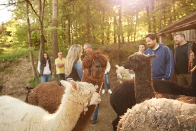 White and brown alpacas with a group of adults in a forest clearing in warm evening sunlight