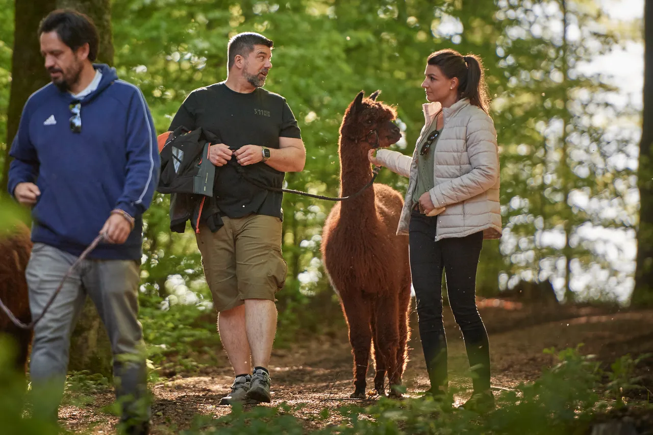 Three adults hiking with a brown alpaca on a sunlit forest trail