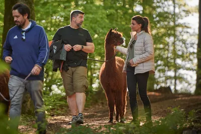 Three adults hiking with a brown alpaca on a sunlit forest trail