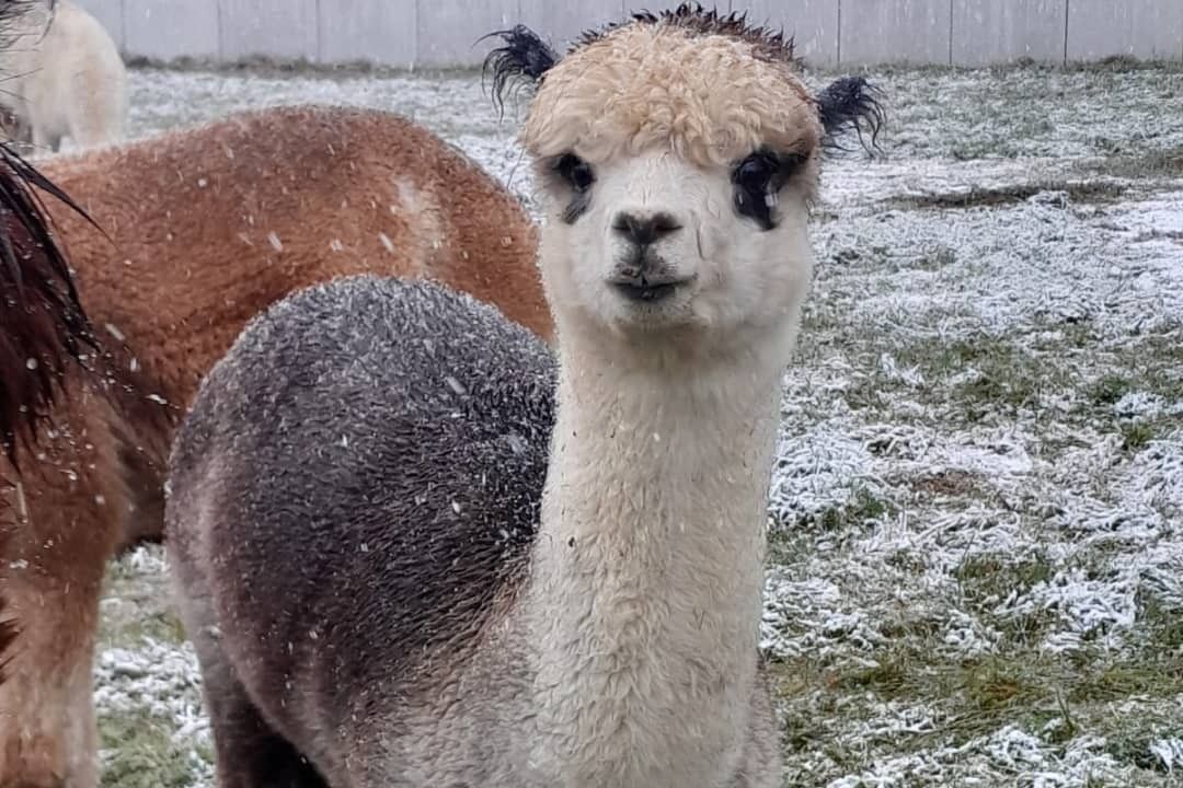 Two-coloured alpaca looking into the camera in a lightly snow-covered paddock