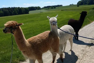 Brown and white alpacas on leads walking along a country lane between green meadows