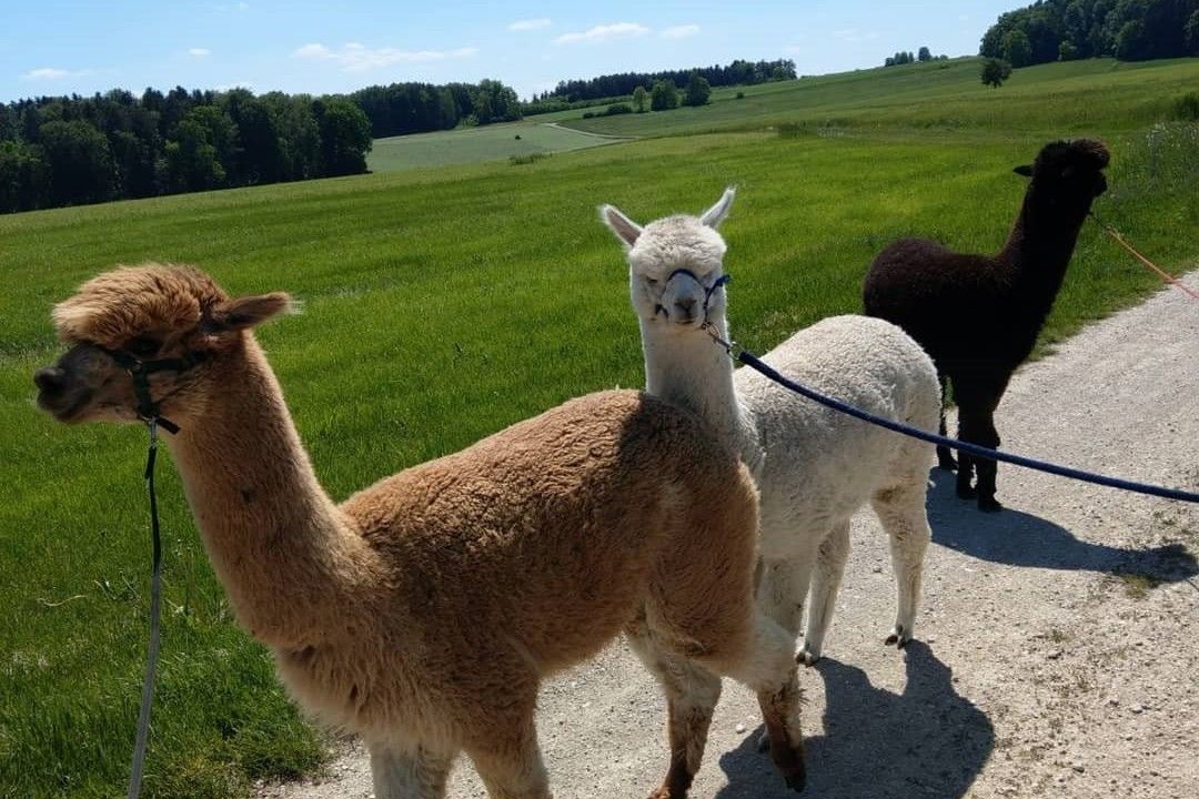Brown and white alpacas on leads walking along a country lane between green meadows