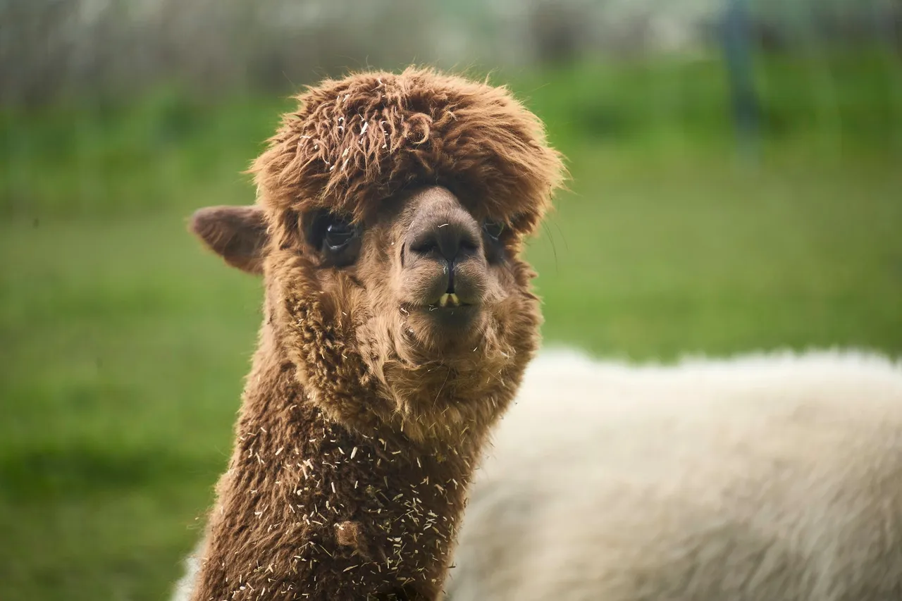 Brown alpaca with a fluffy fringe looking straight ahead on a green meadow