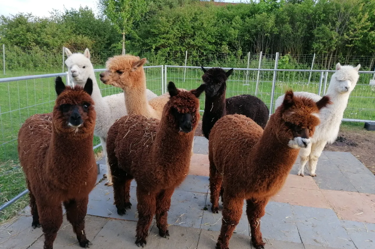 Curious herd of brown, black and white alpacas standing together in their paddock