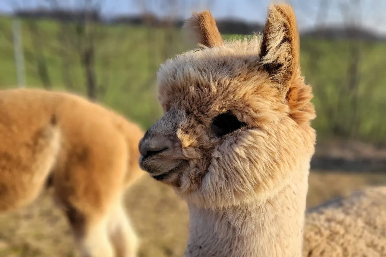 Fluffy light-coloured alpaca standing in warm evening sunlight on a meadow
