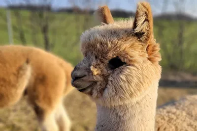 Fluffy light-coloured alpaca standing in warm evening sunlight on a meadow
