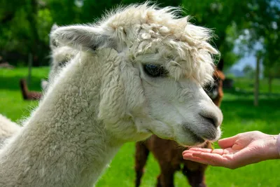 Hand feeding a white alpaca on a green meadow