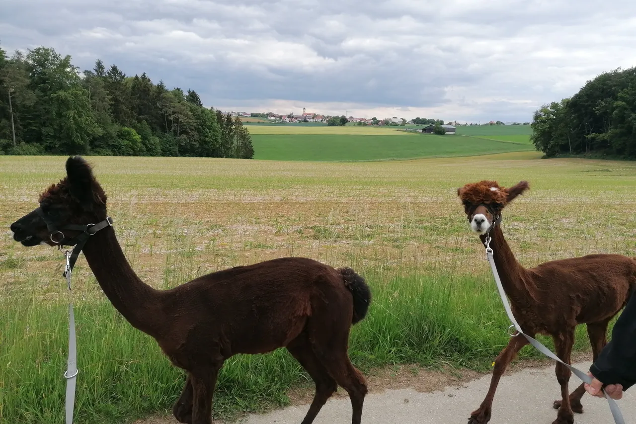 Two alpacas being led on leads along a field path through green countryside