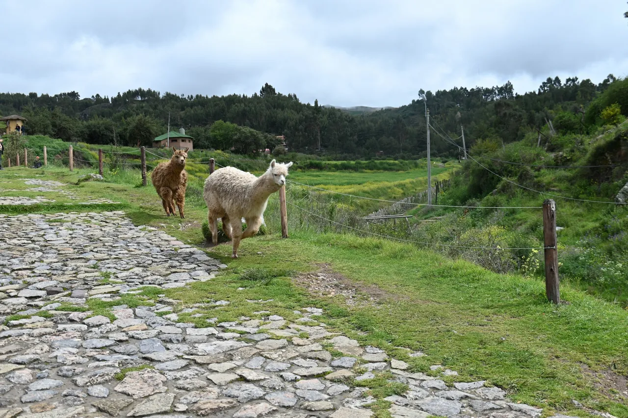 Two alpacas walking along a grassy path through rolling green countryside