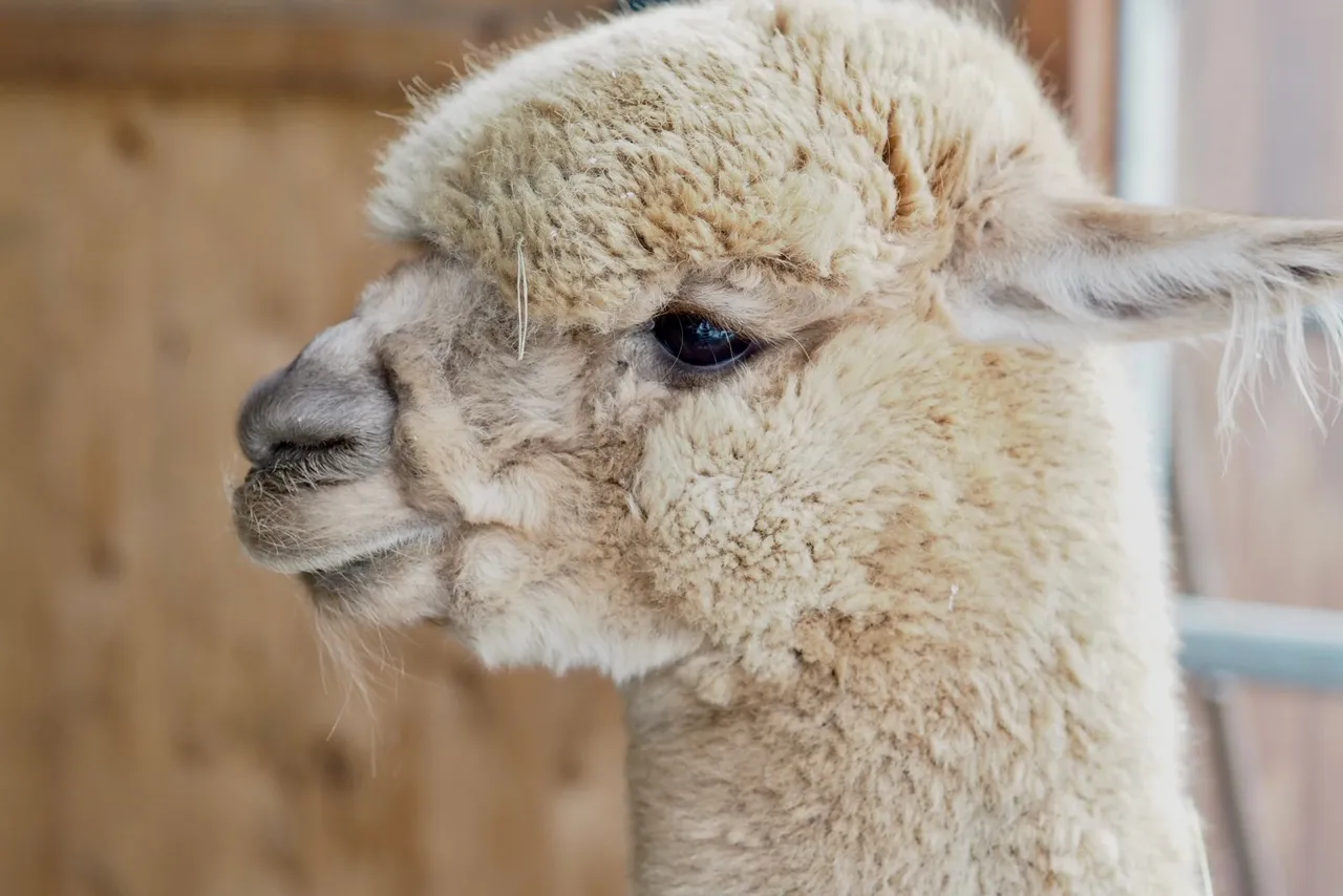 Close-up portrait of a fluffy cream-coloured alpaca