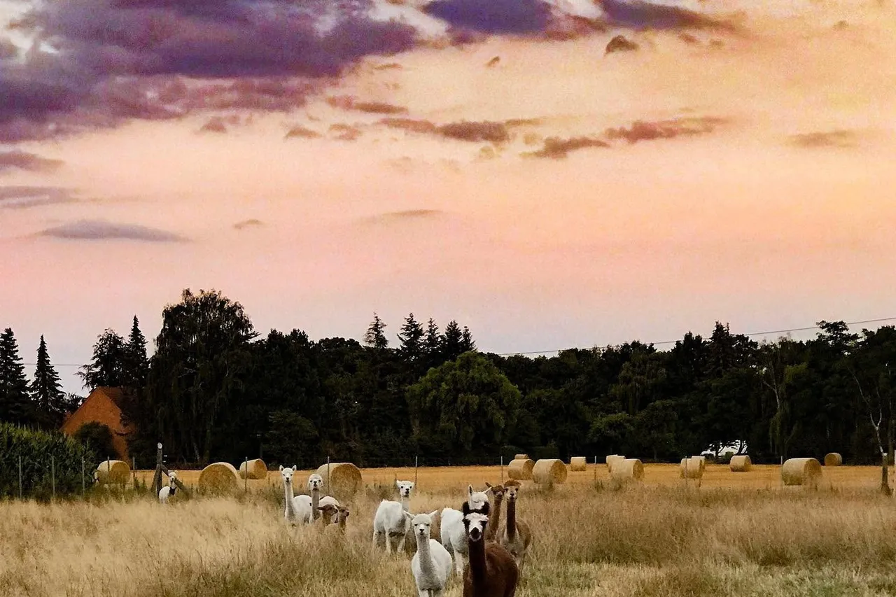Herd of alpacas walking across a meadow with hay bales under a pink sunset sky