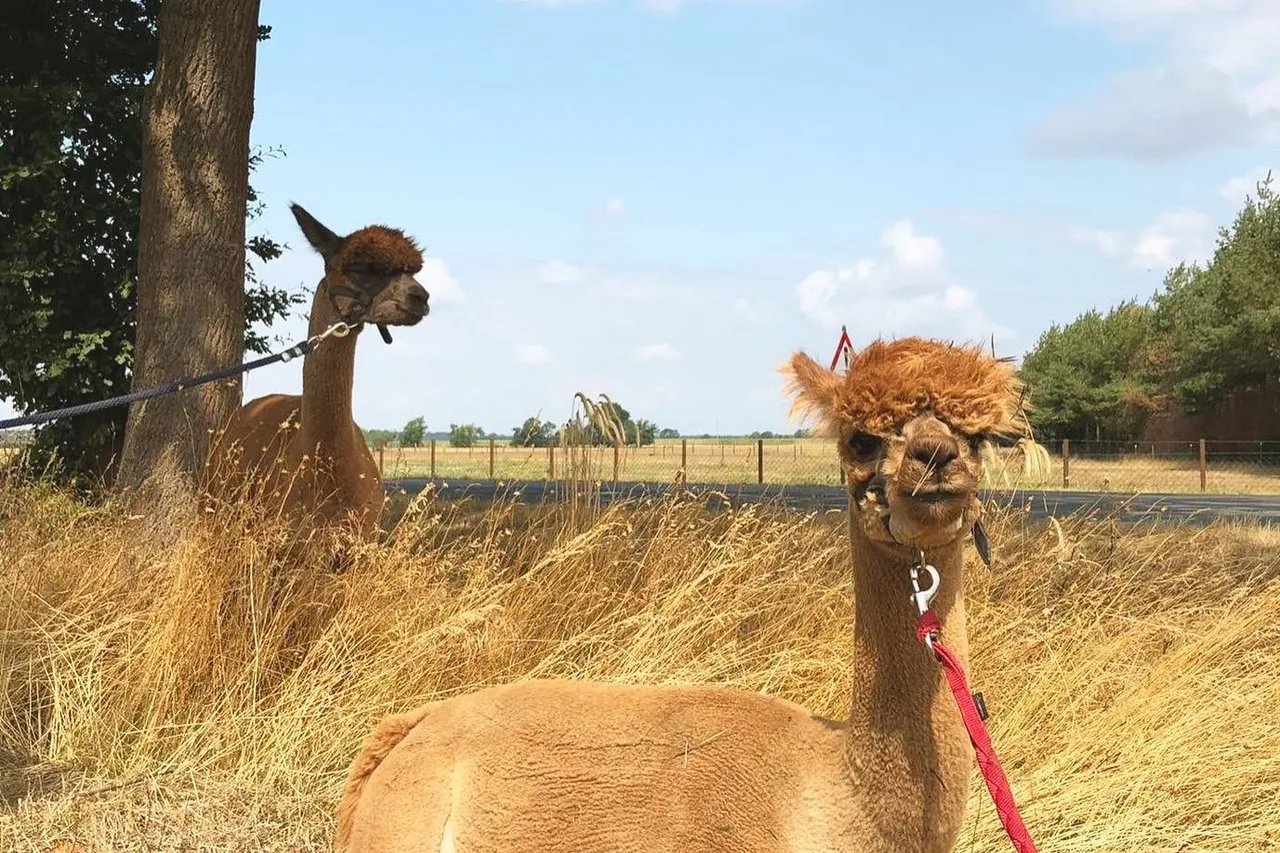 Two alpacas on leads resting in the dry grass during a break on an alpaca hike