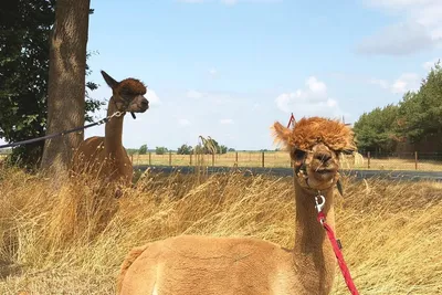 Two alpacas on leads resting in the dry grass during a break on an alpaca hike