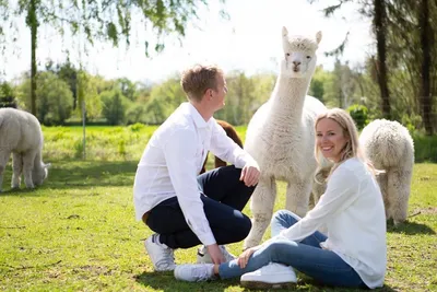 Smiling couple crouching in the grass next to a white alpaca on a farm meadow