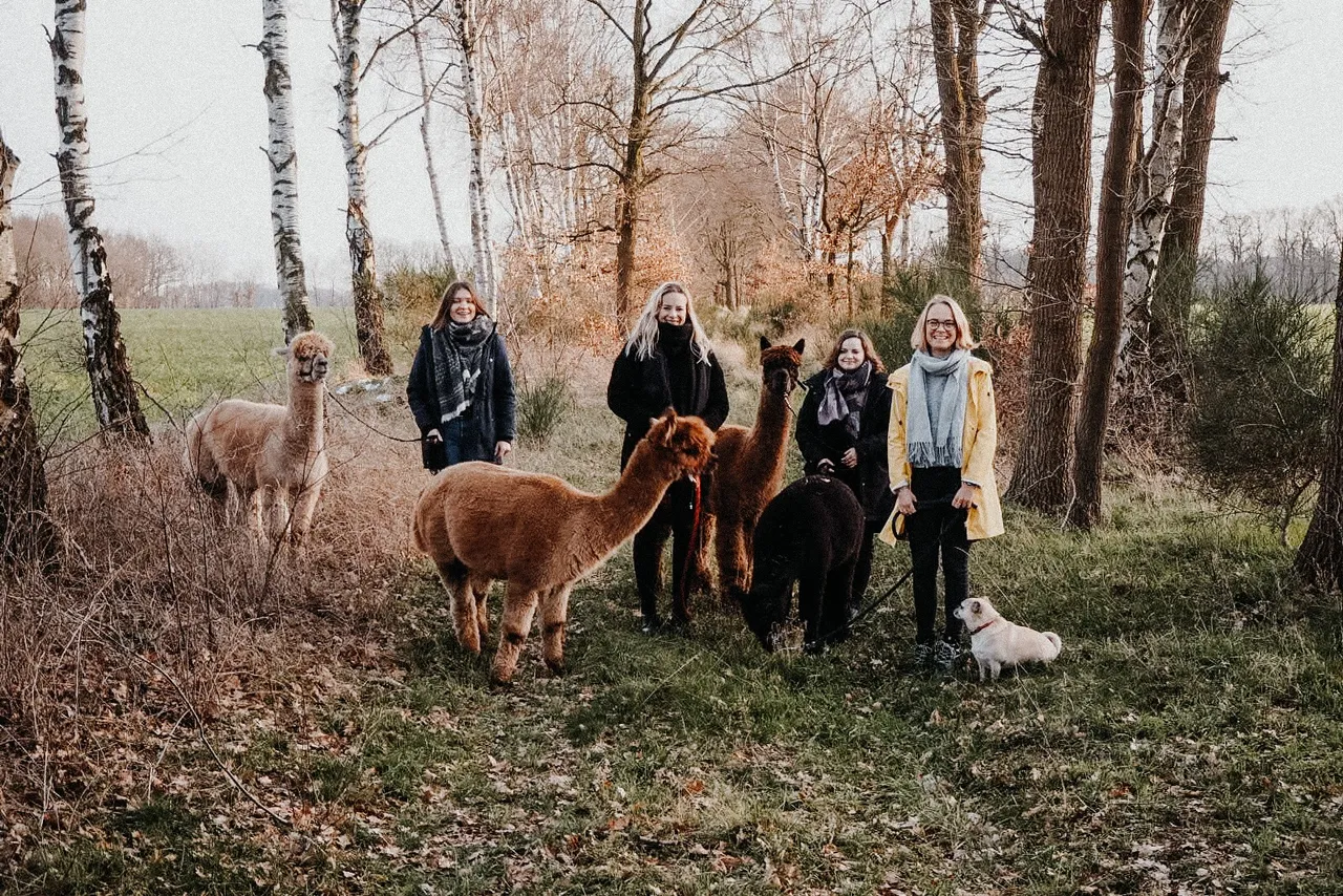 Group of women leading alpacas on a walk through a birch wood in the Lower Saxony countryside