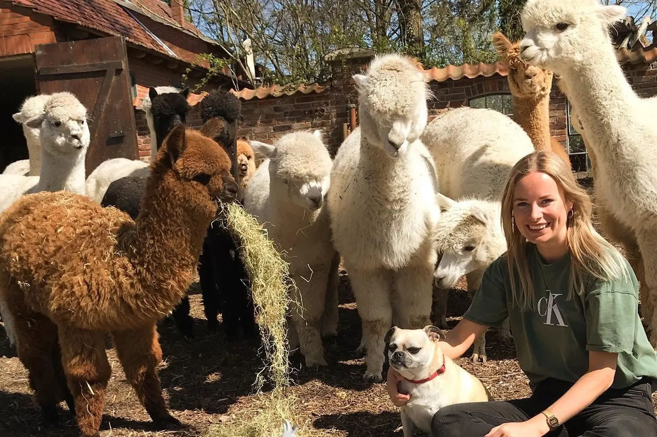 Smiling young woman sitting in the farmyard surrounded by curious alpacas at feeding time
