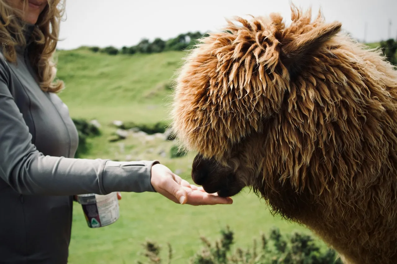 Woman holding out her hand to feed a fluffy brown alpaca in a green field
