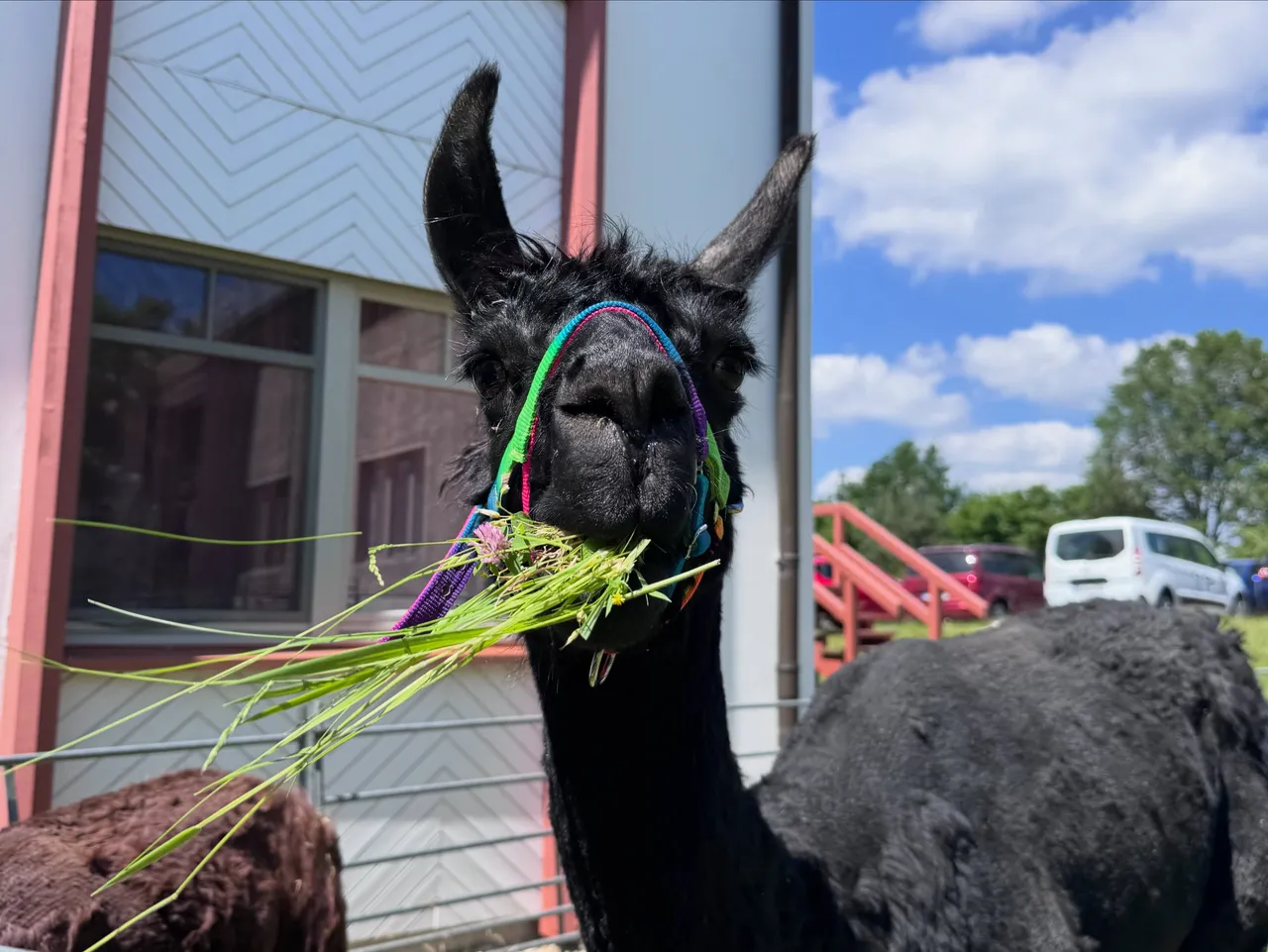 A black alpaca with grass in the mouth