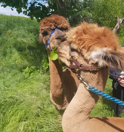 Two alpacas eating a leaf