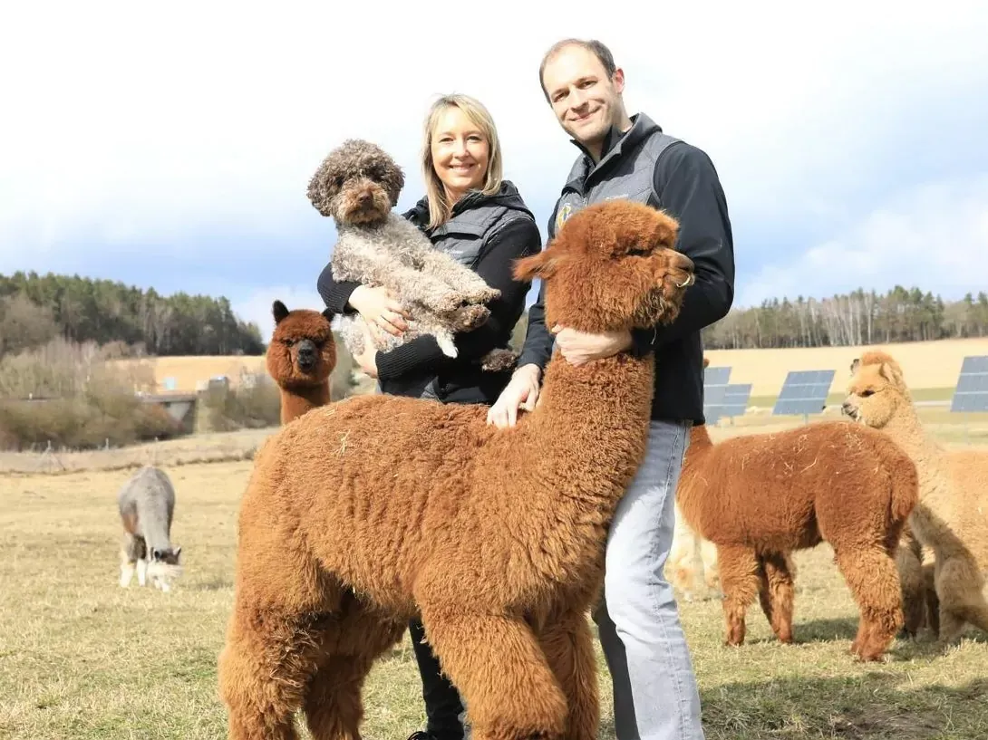 A couple with alpacas