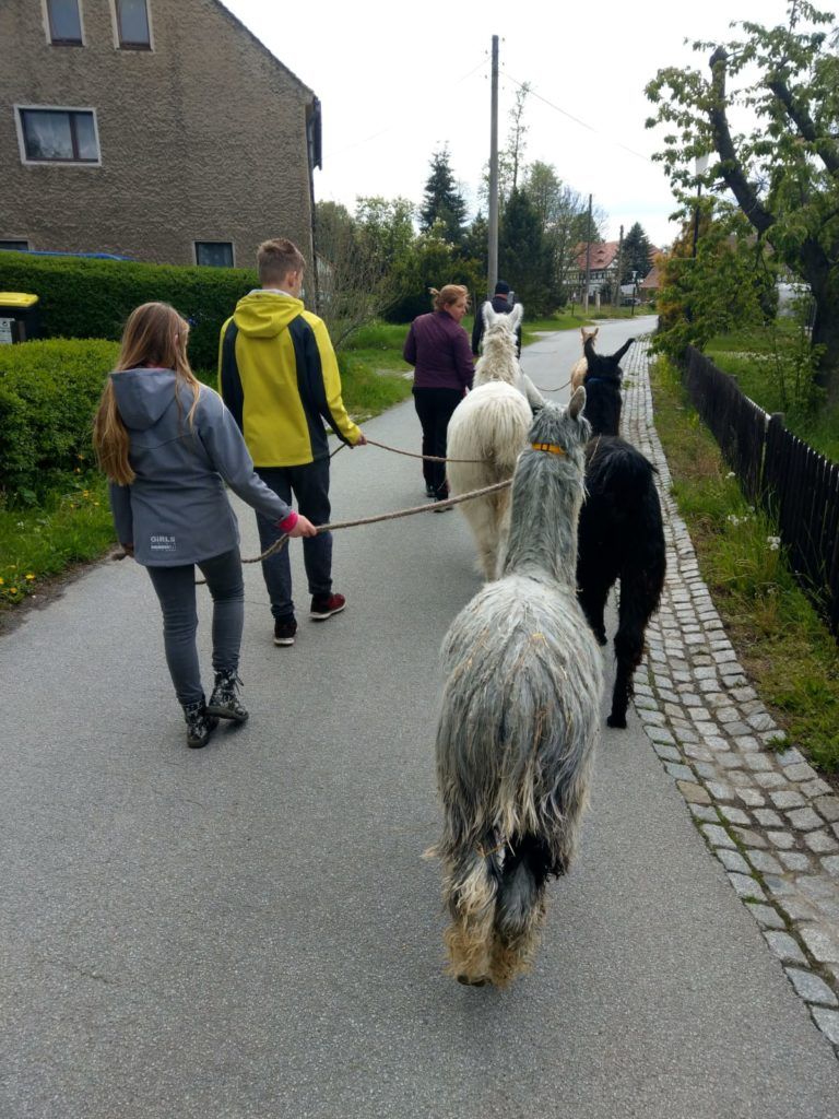 A group of people leading alpacas on a street