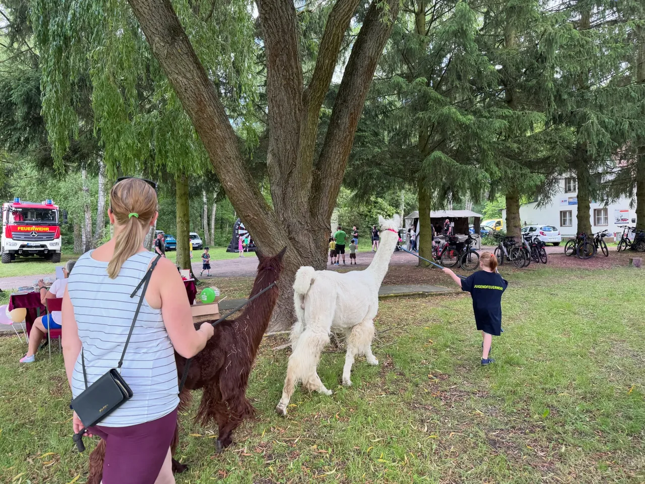 A group of people leading alpacas on a walk