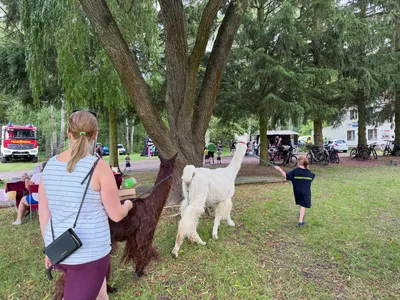 A group of people leading alpacas on a walk