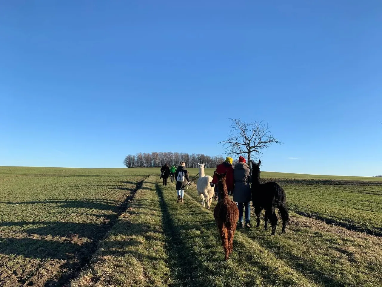 A group of people walking on a field with alpacas
