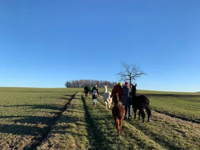 A group of people walking on a field with alpacas