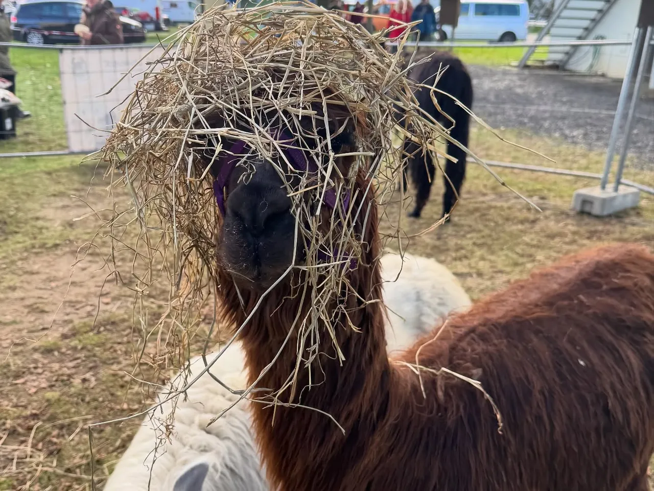 A brown alpaca with hay on the head