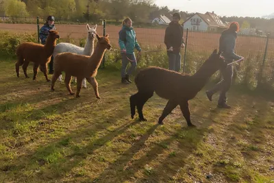 A group of people walking with alpacas