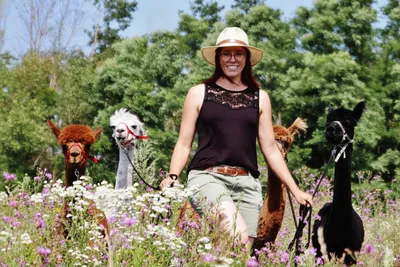 A woman working with 4 alpacas in a field full of flowers