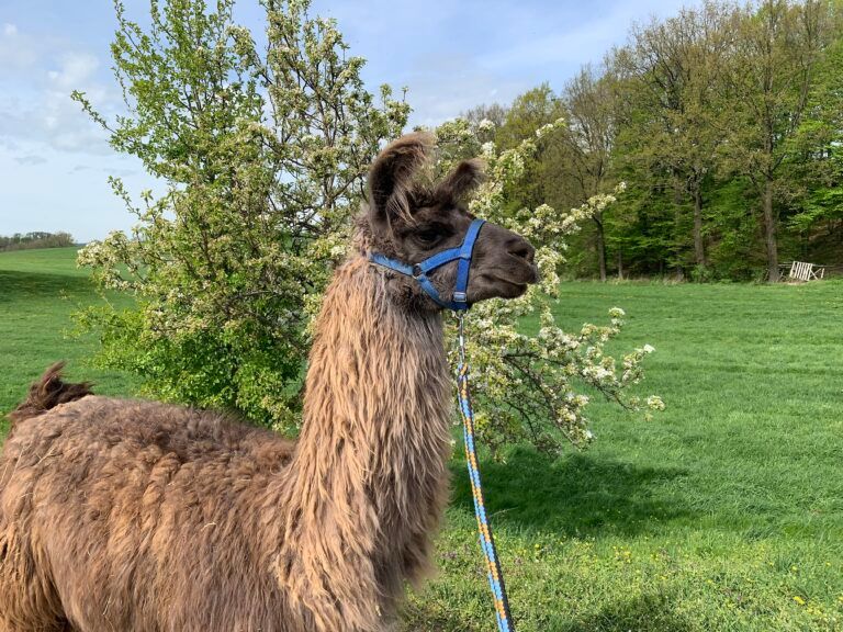 A brown alpaca on a leash