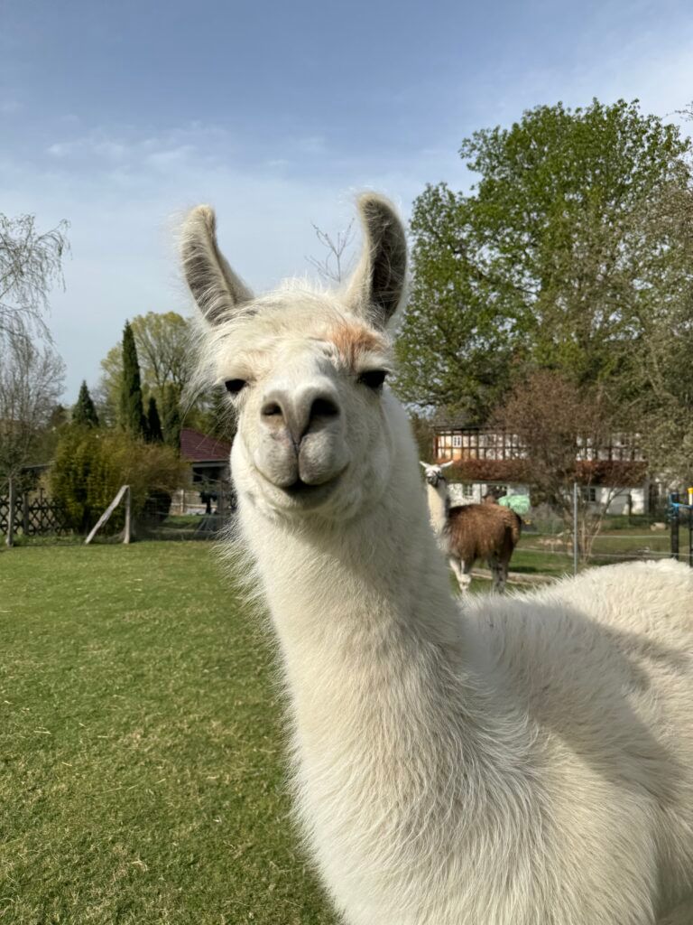 A white alpaca looking into the camera