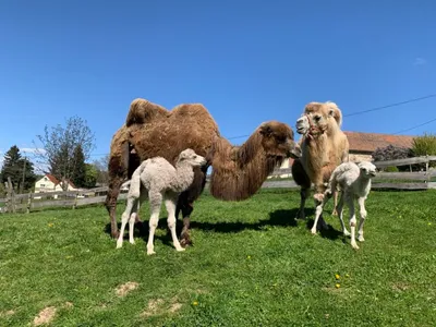 A group of alpacas and lamas