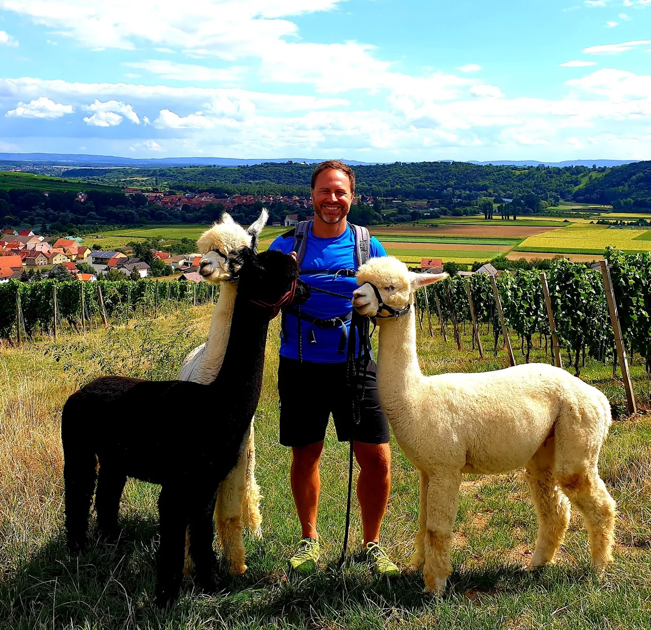 A man with two alpacas standing in on a green field