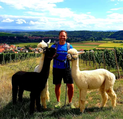 A man with two alpacas standing in on a green field