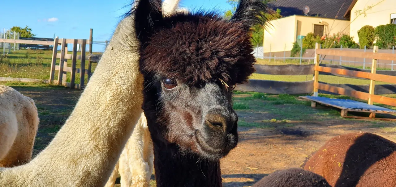 A couple of alpacas on a field