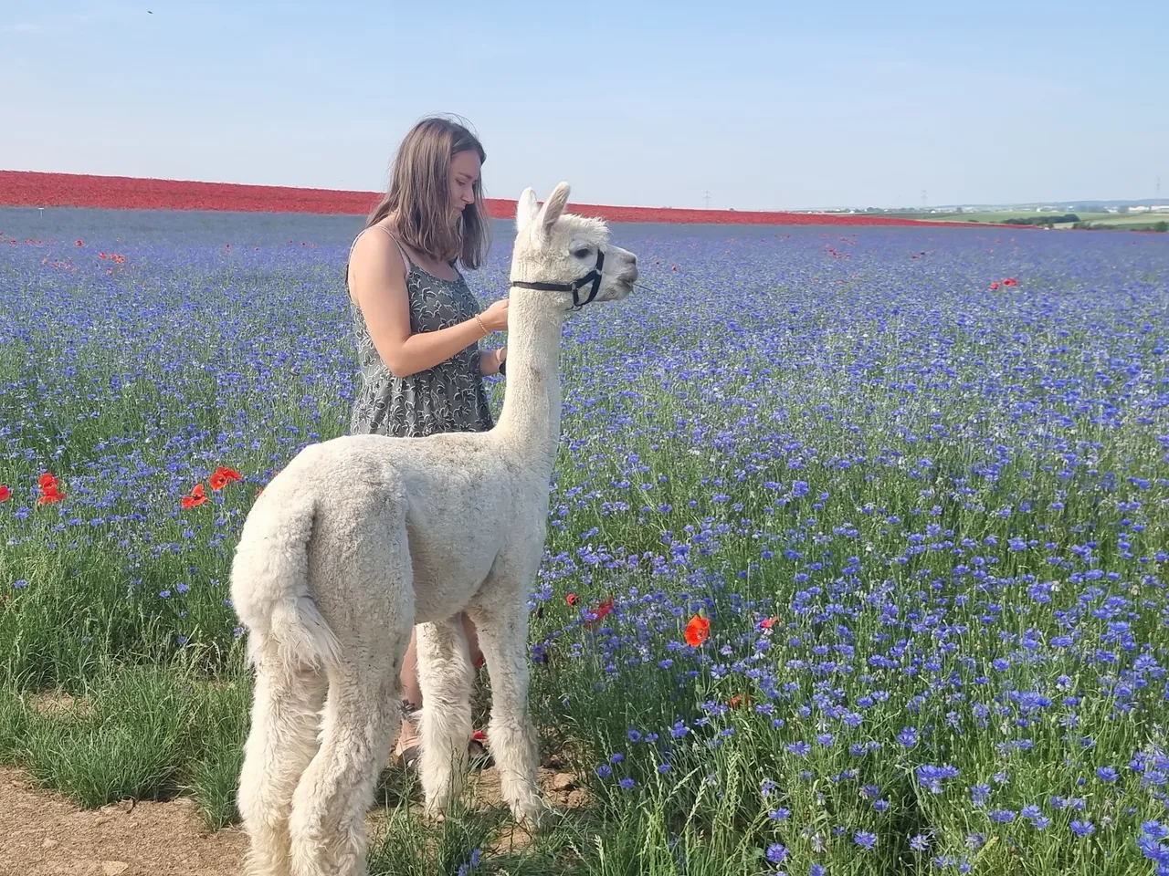 A woman with an alpaca on a field with blue flowers