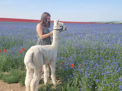 A woman with an alpaca on a field with blue flowers