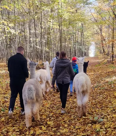 A group of people on a hike with alpacas