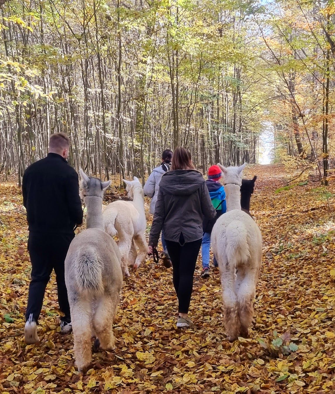 A group of people on a hike with alpacas
