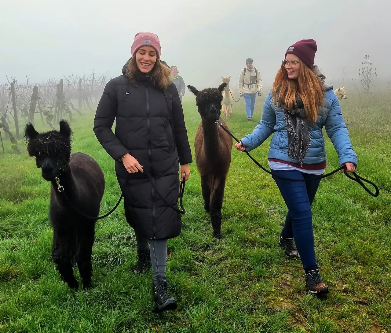 Two women walking with alpacas on a cold day