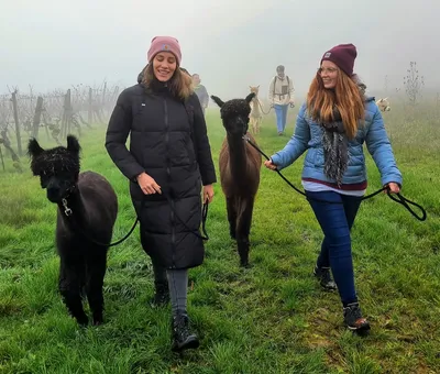 Two women walking with alpacas on a cold day