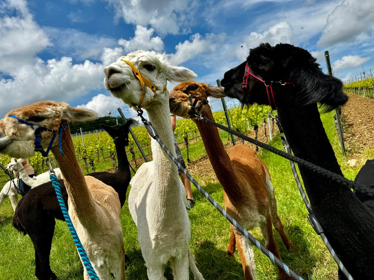 A group of alpacas on a sunny day