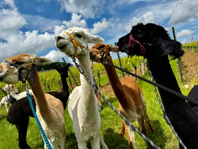 A group of alpacas on a sunny day